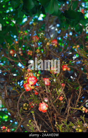 Sala tree (Shorea robusta) flowers in Thailand Stock Photo