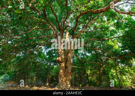 Wild and large mango tree in Thailand Stock Photo