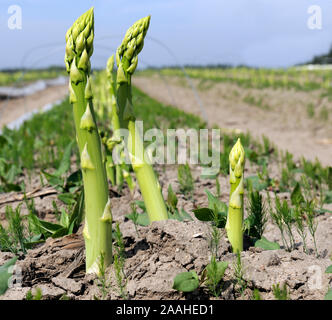 Grüner Spargel Stock Photo
