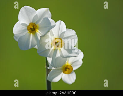 Osterglocke Narzissen (Narcissus pseudonarcissus) Stock Photo