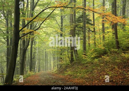Path in early autumn forest on a foggy weather. Stock Photo