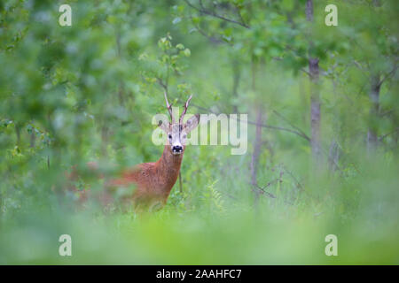 Roe deer buck (Capreolus capreolus) in summer, Europe Stock Photo