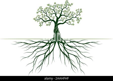 Green Olive Tree with Leaves and Roots. Vector outline Illustration. Plant in Garden. Stock Vector