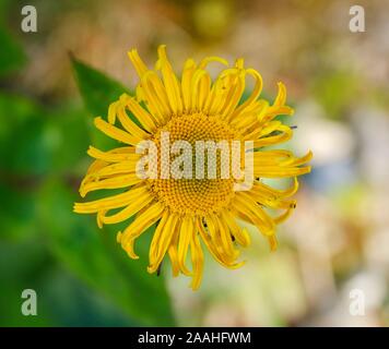 Flower of dwarf oxeye (Xerolekia speciosissima), Alpine region, Northern Italy, Germany Stock Photo