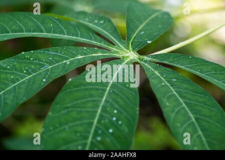 Leaf of Cassava (Manihot esculenta), Germany Stock Photo