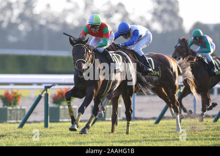 Kyoto, Japan. 16th Nov, 2019. Meiner Surpass (Yusaku Kokubun) Horse Racing : Meiner Surpass ridden by Yusaku Kokubun wins the Kyoto 11R Andromeda Stakes at Kyoto at Kyoto Racecourse in Kyoto, Japan . Credit: Eiichi Yamane/AFLO/Alamy Live News Stock Photo