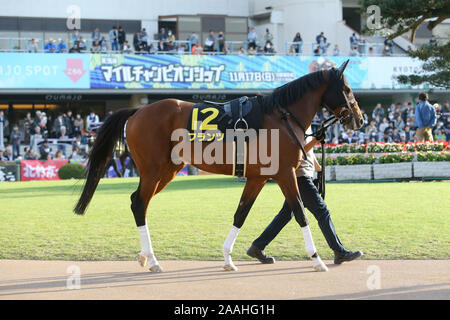 Kyoto, Japan. 16th Nov, 2019. Franz Horse Racing : Franz is led through the paddock before the Kyoto 11R Andromeda Stakes at Kyoto at Kyoto Racecourse in Kyoto, Japan . Credit: Eiichi Yamane/AFLO/Alamy Live News Stock Photo