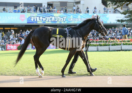 Kyoto, Japan. 16th Nov, 2019. Tricolore Bleu Horse Racing : Tricolore Bleu is led through the paddock before the Kyoto 11R Andromeda Stakes at Kyoto at Kyoto Racecourse in Kyoto, Japan . Credit: Eiichi Yamane/AFLO/Alamy Live News Stock Photo