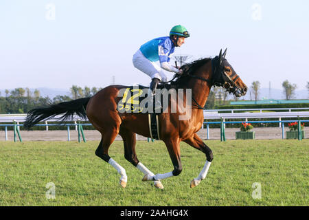 Kyoto, Japan. 16th Nov, 2019. Franz ( Mirco Demuro) Horse Racing : Franz ridden by Mirco Demuro before the Kyoto 11R Andromeda Stakes at Kyoto at Kyoto Racecourse in Kyoto, Japan . Credit: Eiichi Yamane/AFLO/Alamy Live News Stock Photo