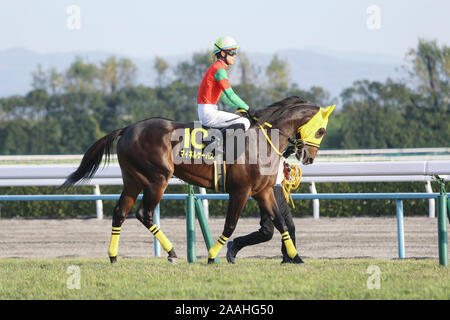 Kyoto, Japan. 16th Nov, 2019. Meiner Surpass (Yusaku Kokubun) Horse Racing : Meiner Surpass ridden by Yusaku Kokubun before the Kyoto 11R Andromeda Stakes at Kyoto at Kyoto Racecourse in Kyoto, Japan . Credit: Eiichi Yamane/AFLO/Alamy Live News Stock Photo