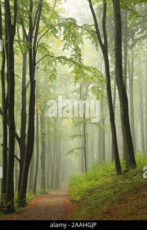 autumn forest after the rain Stock Photo - Alamy