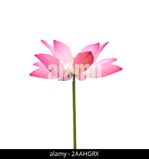 Pink lotus or waterlily flower isolated on white background Stock Photo
