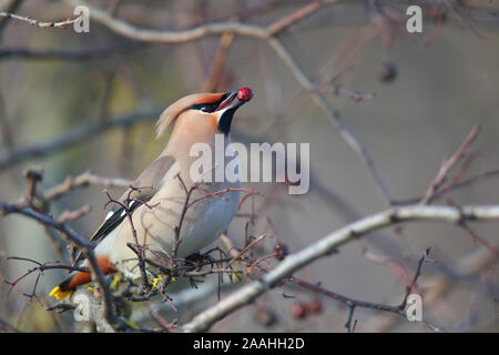 Waxwing (Bombycilla garrulus) feeding. Europe Stock Photo