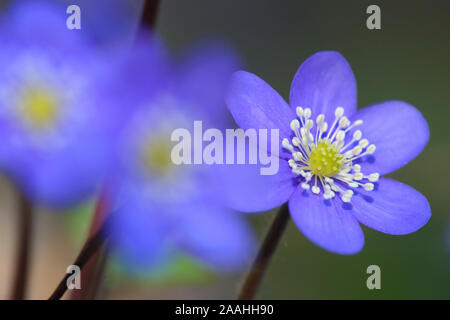 Blooming Hepatica flower (Hepatica nobilis), spring in the forest. Europe Stock Photo