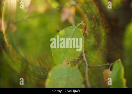 Green leaves on branch in the forest, sun with lovely sun rays. Stock Photo