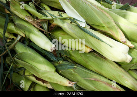 fresh corn on the cob in husks celebration florida usa Stock Photo