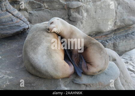 La Jolla Cove Seals Stock Photo