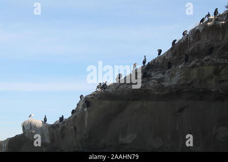 Perched Seabirds Stock Photo