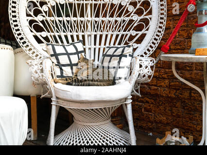 31st Oct 2019 - Santorini, Greece. A very tired grey tabby cat comfortably sleep in the throne chair. Stock Photo