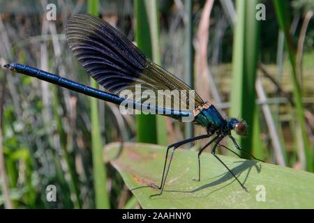 Male Banded demoiselle damselfly (Calopteryx splendens) sunning on a riverbank rush, River Avon, Wiltshire, UK, July.