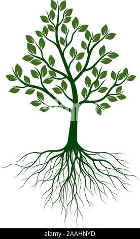 Green Tree with Leaves and Roots. Vector outline Illustration on white background. Plant in Garden. Stock Vector