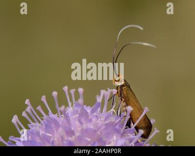 Female Brassy longhorn moth (Nemophora metallica) standing on a Field scabious (Knautia arvensis) flower, the host plant for its larvae, Wiltshire, UK Stock Photo