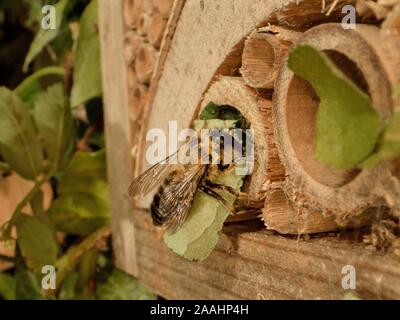 Leaf-cutter / Rose-cutter bee (Megachile willughbiella) carrying a circular section of Rose leaf to its nest in a Bamboo tube in an insect hotel, UK. Stock Photo