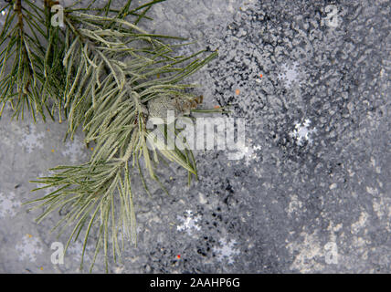 A snow-covered pine branch on a mottled gray background Stock Photo