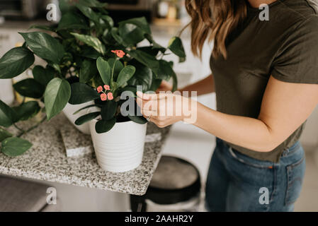 Woman caring for house plant Stock Photo