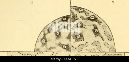 'Die mikroorganismen. Mit besonderer berücksichtigung der ätiologie der infektionskrankheiten' (1896) Stock Photo