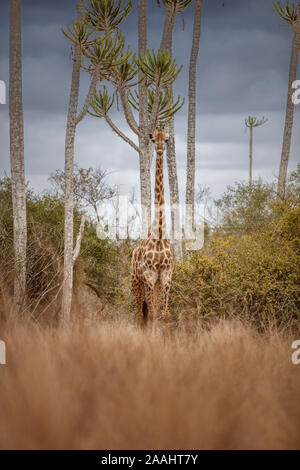 Giraffe in Angola in its wildest state. Stock Photo