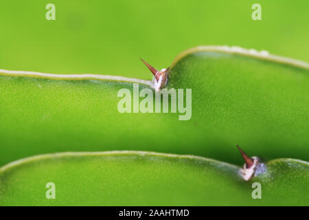 Kaktus hylocereus undatus Stock Photo
