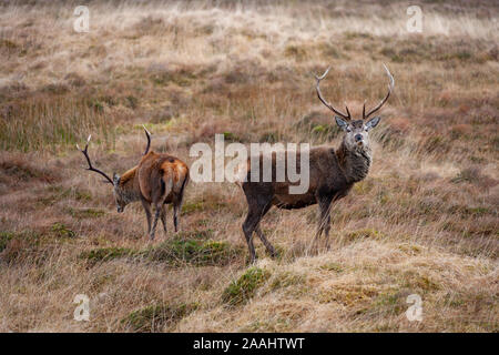 Two young Red Deer Stags (Cervus elaphus) in the Scottish Highlands. Stock Photo