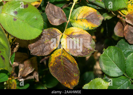 sick rose bushes and leaves. Protection against diseases in garden Stock Photo