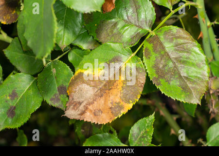 sick rose bushes and leaves. Protection against diseases in garden Stock Photo