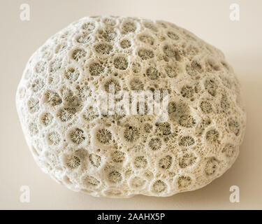 Still life worn smoothed piece of fossilised Great Star coral on plain white background Stock Photo