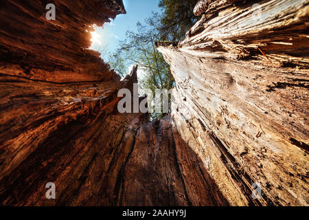 view from inside a tree hollow burl Stock Photo