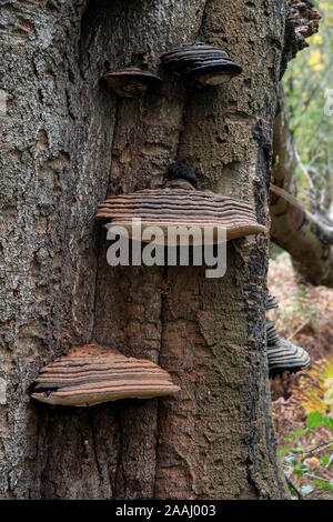 Southern Bracket Fungus: Ganoderma australe. On Beech tree. Surrey, UK Stock Photo
