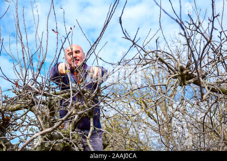 Elderly man, gardener is climbed up in treetop he pruning branches of fruit trees using loppers at early springtime. Stock Photo