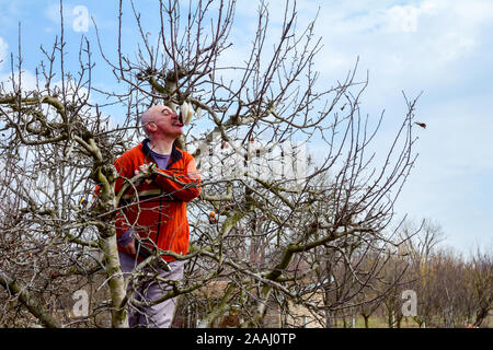 Elderly man, gardener is climbed up in treetop he pruning branches of fruit trees using loppers at early springtime. Stock Photo