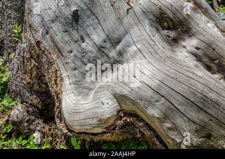 Wood is a porous and fibrous structural tissue found in the stems and roots of trees and other woody plants. It is an organic material Stock Photo