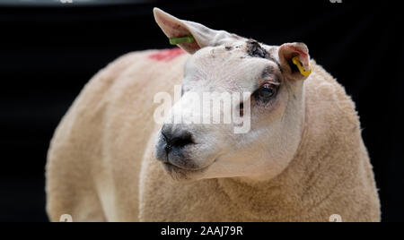 Texel ram set against a black background in an auction mart, Cumbria, UK. Stock Photo