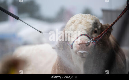 Washing Simmental bull off after showing at the Great Yorkshire Show, Harrogate, UK. Stock Photo