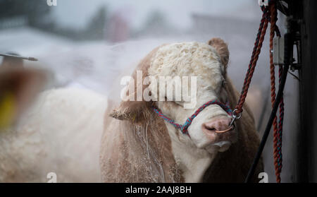 Washing Simmental bull off after showing at the Great Yorkshire Show, Harrogate, UK. Stock Photo