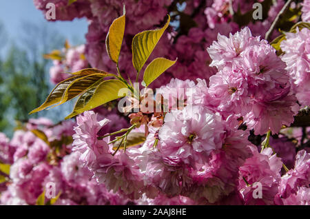 Japanese cherry is a small deciduous tree with a short single trunk, with a dense crown. Stock Photo