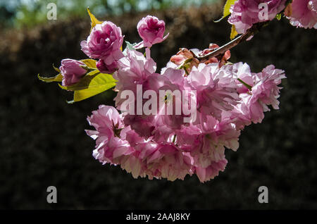 Japanese cherry is a small deciduous tree with a short single trunk, with a dense crown. Stock Photo
