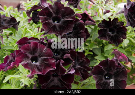 Petunia ‘Crazytunia Black Mamba’ Black flowers with velvet texture ...