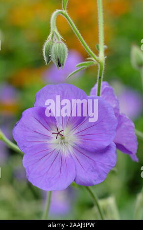 Geranium 'Orion' cranesbill, a spreading perennial with lilac blue blooms in an early autumn garden border. UK. AGM Stock Photo