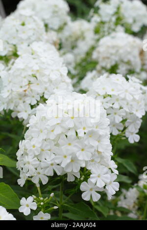 Phlox paniculata 'Mount Fuji' displaying distinctive panicles of large, fragrant blossoms in late summer - September. UK Stock Photo
