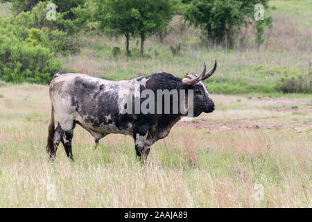 Texas Longhorn bull at the Wichita Mountains National Wildlife Refuge near Lawton, Oklahoma Stock Photo